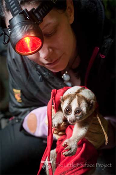 Dr. Anna Nekaris with a slow loris in the wild. Photo by Andrew Walmsley