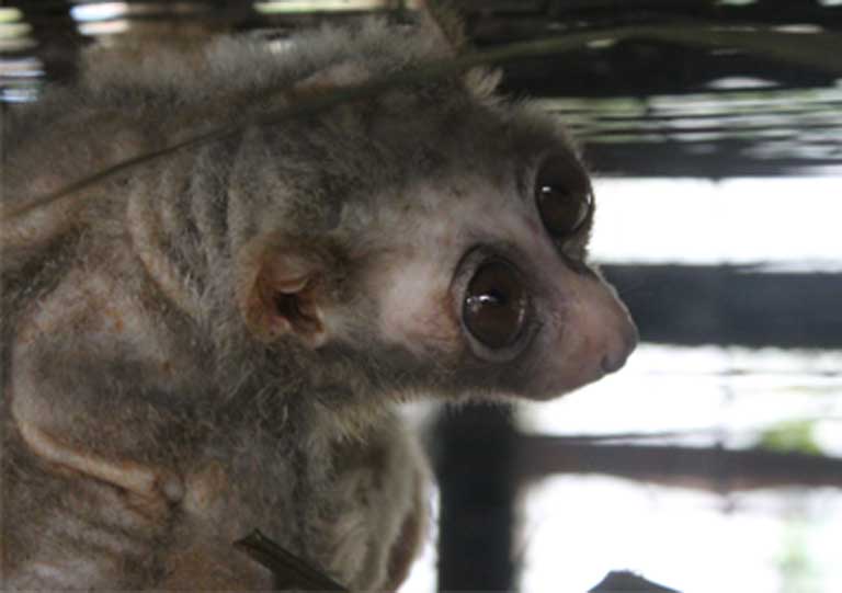 This rescued Bengal slow loris is underweight and has had its teeth clipped and can never be released back into the wild. Photo by Stephanie Poindexter 