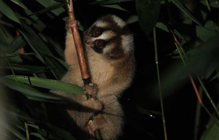 A Javan slow loris climbing bamboo at night; only 20 percent of this species’ habitat remains. Photo by Kathleen Reinhardt