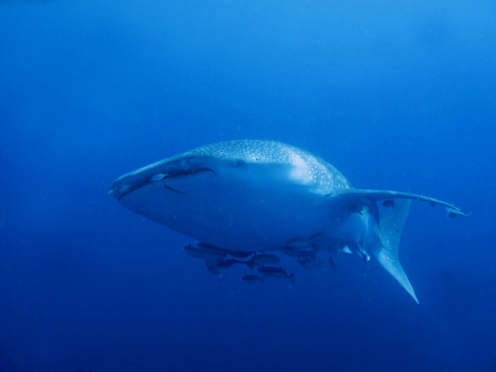 Indonesia must do more to protect whale sharks, conservationists say