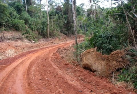 A logging road in Madre de Dios, Peru. Photo credit: G. Powell