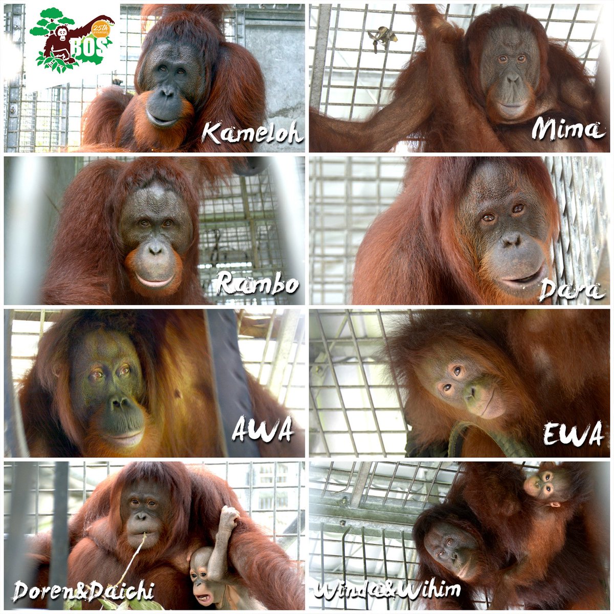 These 10 orangutans were released into the wild in Borneo last week. Image courtesy of the Borneo Orangutan Survival Foundation