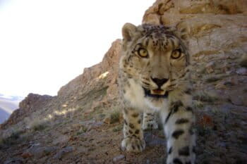 Snow leopard approaches camera trap, Kyrgyzstan. Photo credit: Panthera-SAEF-NAS-UW.