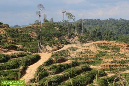 An oil-palm plantation with a few remaining rainforest trees in Sarawak, Malaysia. Photo by Rhett A. Butler.