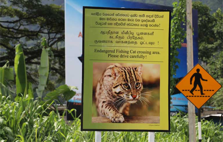 Fishing Cats Quietly Slink Out of Existence in Southeast Asia