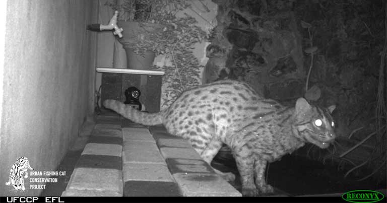 – A video still of Mizuchi scoping out Carp Koi at a garden pond in Colombo, Sri Lanka. Other Fishing cats are known to live in urban attics, feasting on civets and other rodents. When captured and relocated to rural wetlands, the cats return to the city. Photo by the Urban Fishing Cat Conservation Project 