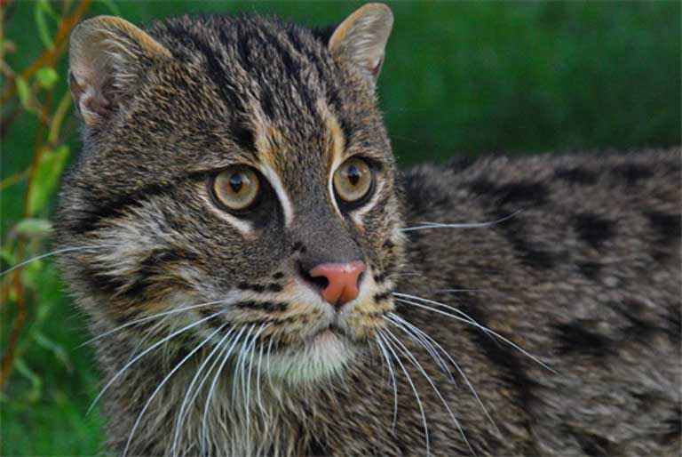 A small cat with a big personality. Bringing this charismatic side of the Fishing cat to light is one way of ensuring it is protected in the future. Photo by Karen Povey