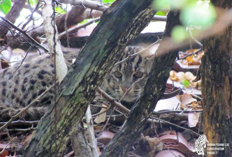 A Fishing cat lurks in the undergrowth. It is thought that there are around 3,000 left in the wild, though this, like much else about the Fishing cat is uncertain. Photo by the Urban Fishing Cat Conservation Project 