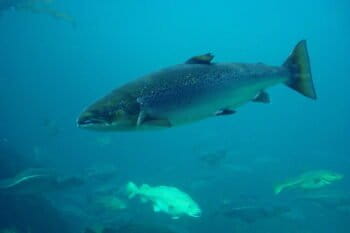 An atlantic salmon (Salmo salar), at the Atlanterhavsparken aquarium in Ålesund, Norway. Photo by Hans-Petter Fjeld via Wikimedia Commons (CC-BY-SA).