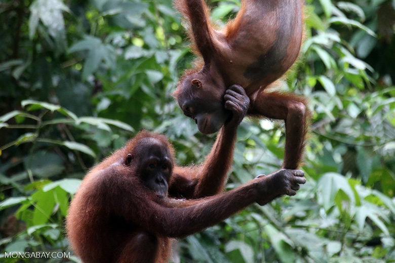 Pair of orphaned Orangutans. Photo by Rhett A Butler