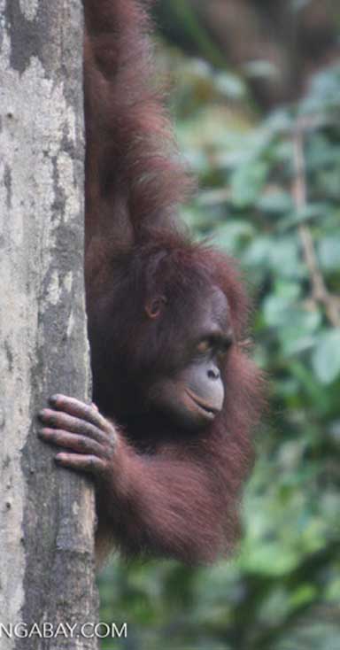 Bornean orangutans decreased by more than 60 percent between 1950 and 2010, with further sharp declines expected unless strong conservation action is taken. Photo by Rhett A. Butler