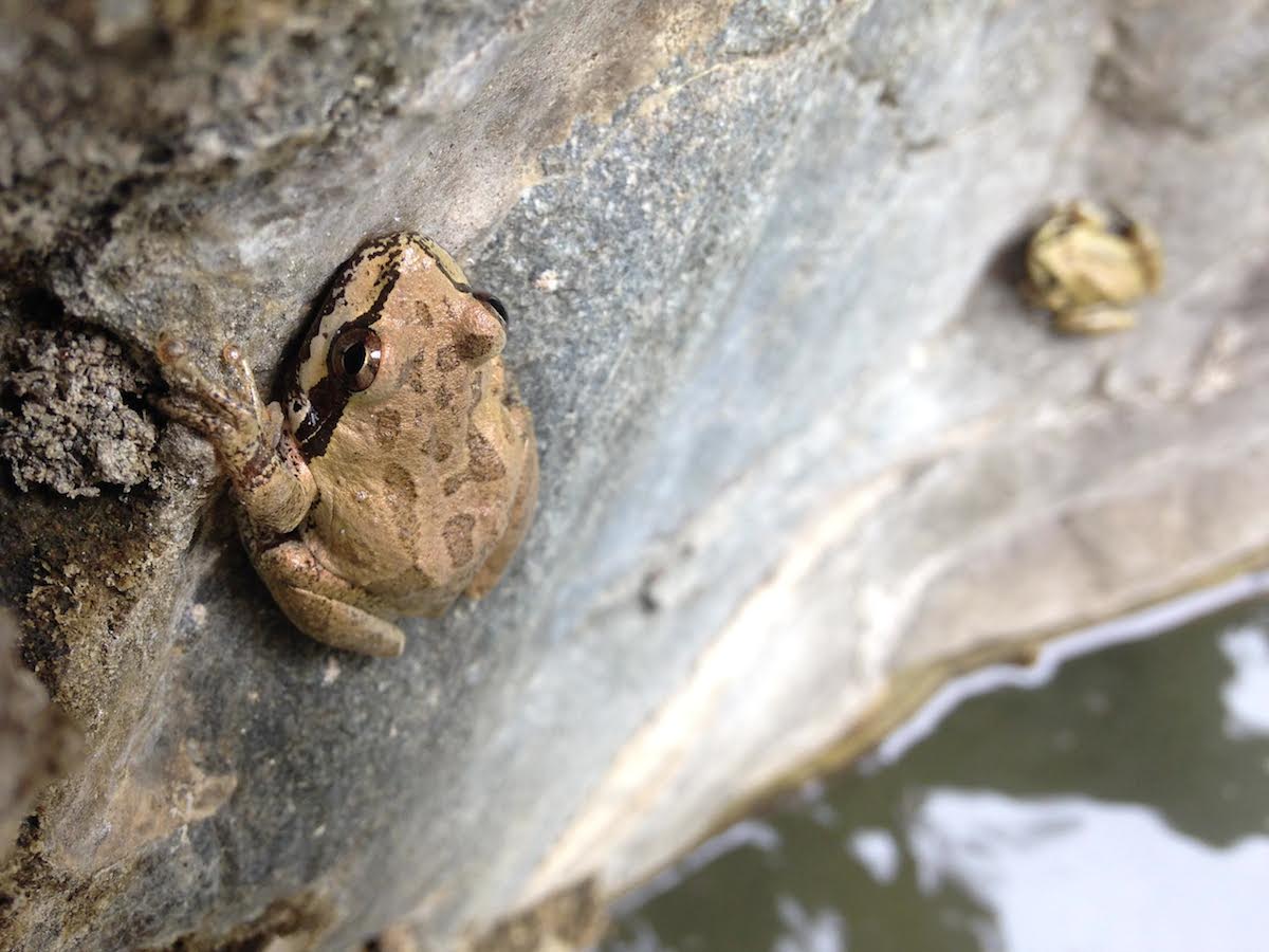 Baja California tree frog (Pseudacris hypochondriaca), one of the amphibians species found by the survey team. Photo by Michael Bogan 