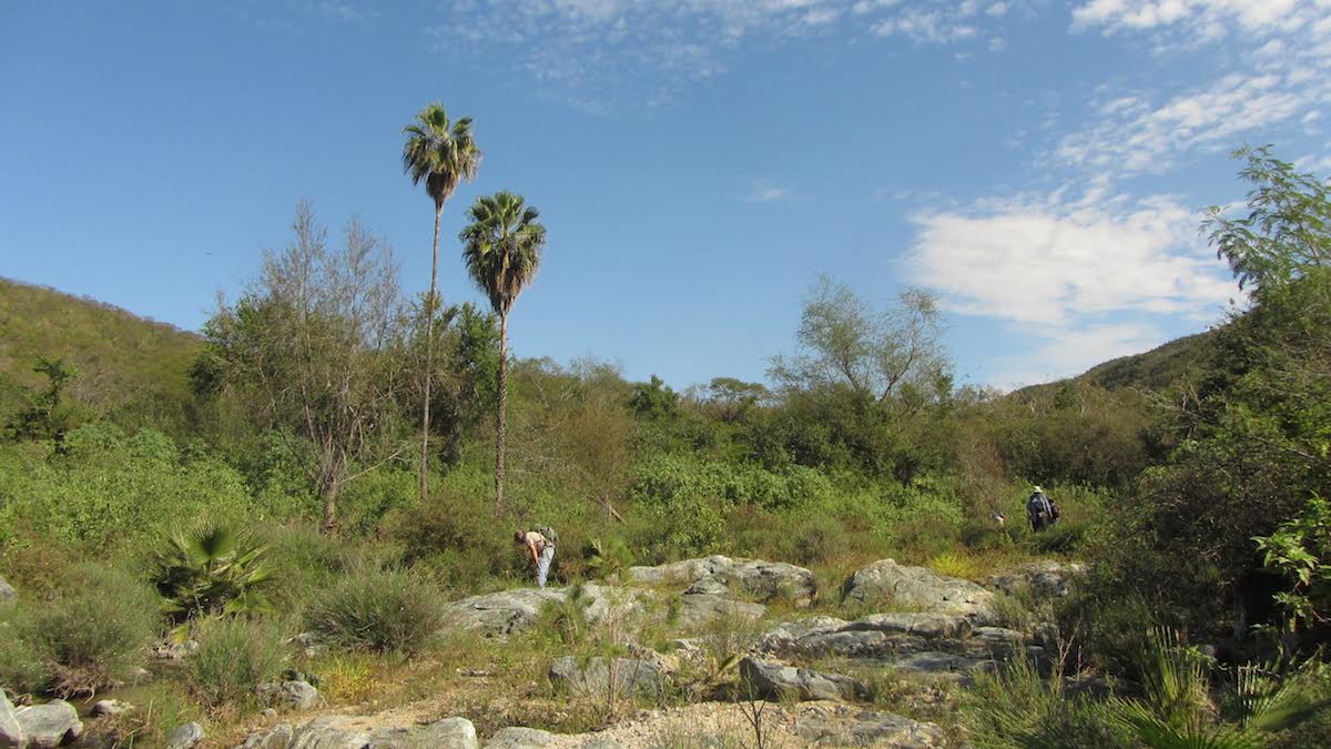 The Next Generation herpetology team in the field in Sierra la Laguna. photo by Jorge Valdez