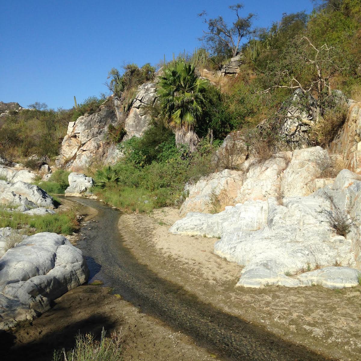 Sierra la Laguna is typified by dry forest. The region was isolated from the rest of the peninsula for millions of years, resulting in the evolution of many unique species. Photo by Michael Bogan