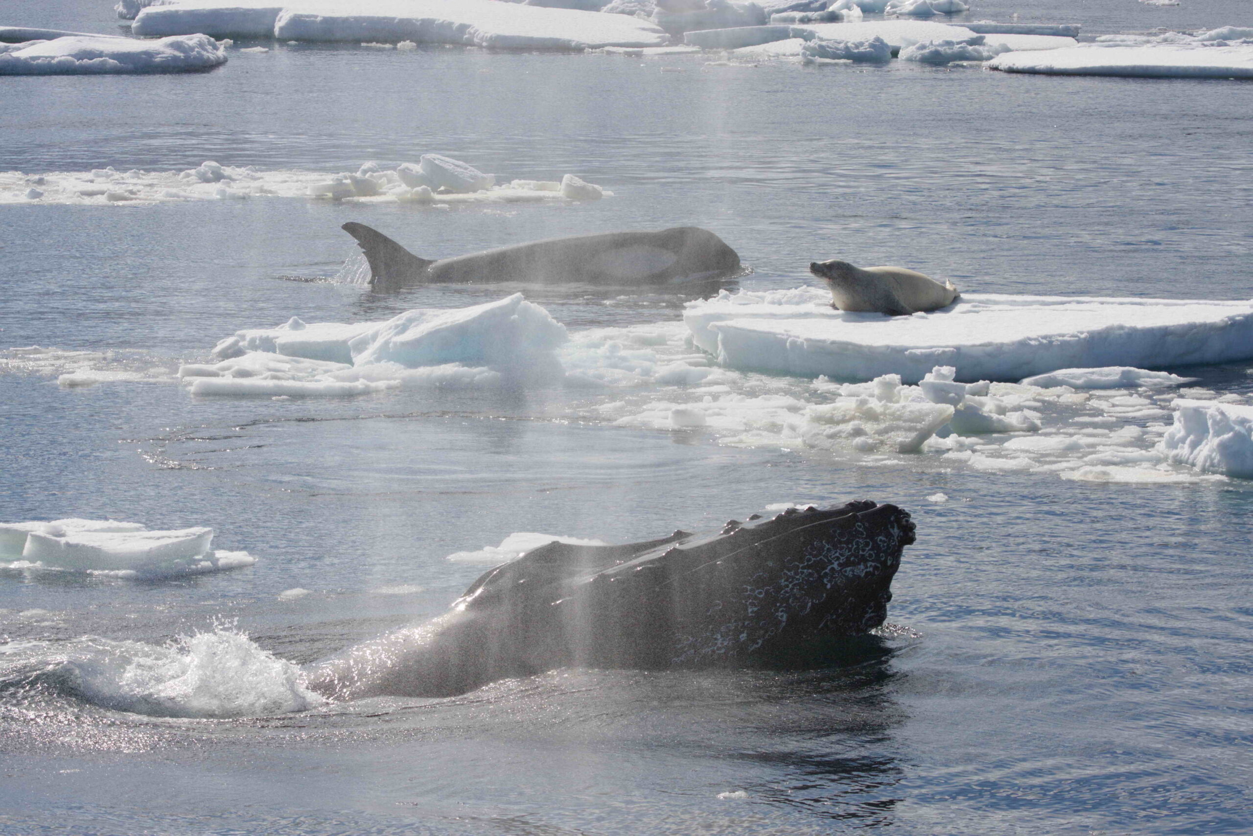 A crabeater seal on an ice floe in Antarctica being attacked by a group of killer whales. A pair of humpback whales have charged in (one individual shown) and they are attempting to drive off the killer whales. Photo by Robert L. Pitman.