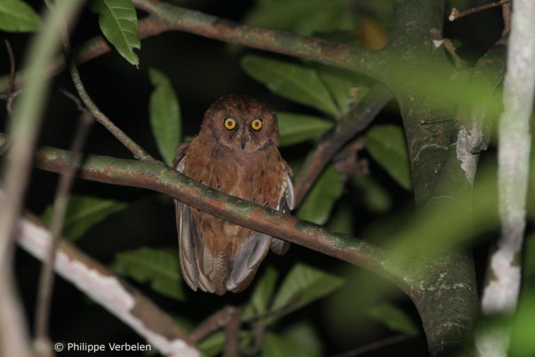 A photo of the previously undiscovered Scops owl (Otus) discovered in the forests of Príncipe Island (Gulf of Guinea). Photo by Philippe Verbelen. A photo of the previously undiscovered Scops owl (Otus) discovered in the forests of Príncipe Island (Gulf of Guinea). Photo by Philippe Verbelen.