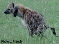 An adult female from the Mara Hyena Project clan provides some of the poop that researchers collected to study stress hormone levels. Photo by Dr. Jeffrey French