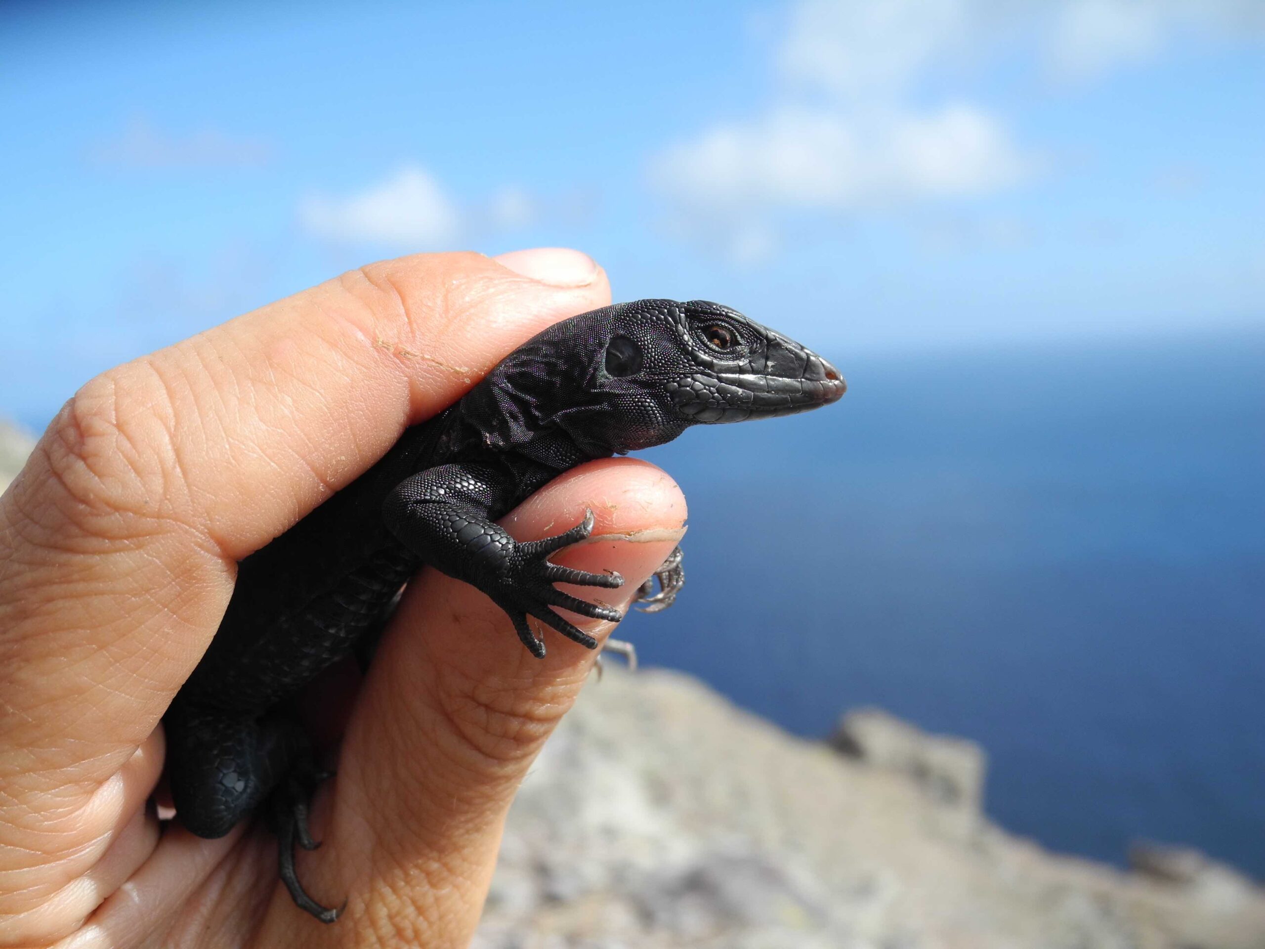 Redonda ground dragon (Ameiva atrata), an endemic species that is found only on Redonda Island. Photo by Jenny Daltry/Fauna & Flora International.