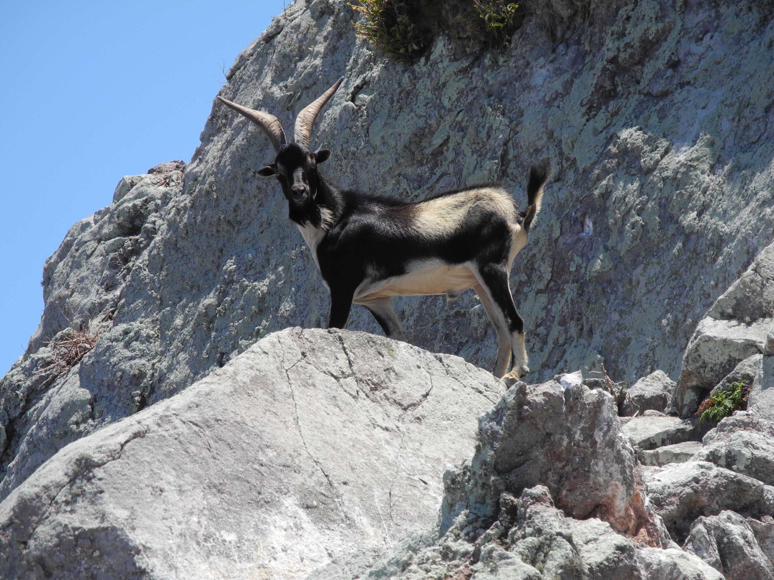 The island is also home to around 60 goats that have transformed the island's landscape together with the rats. Photo by Jenny Daltry/Fauna & Flora International.