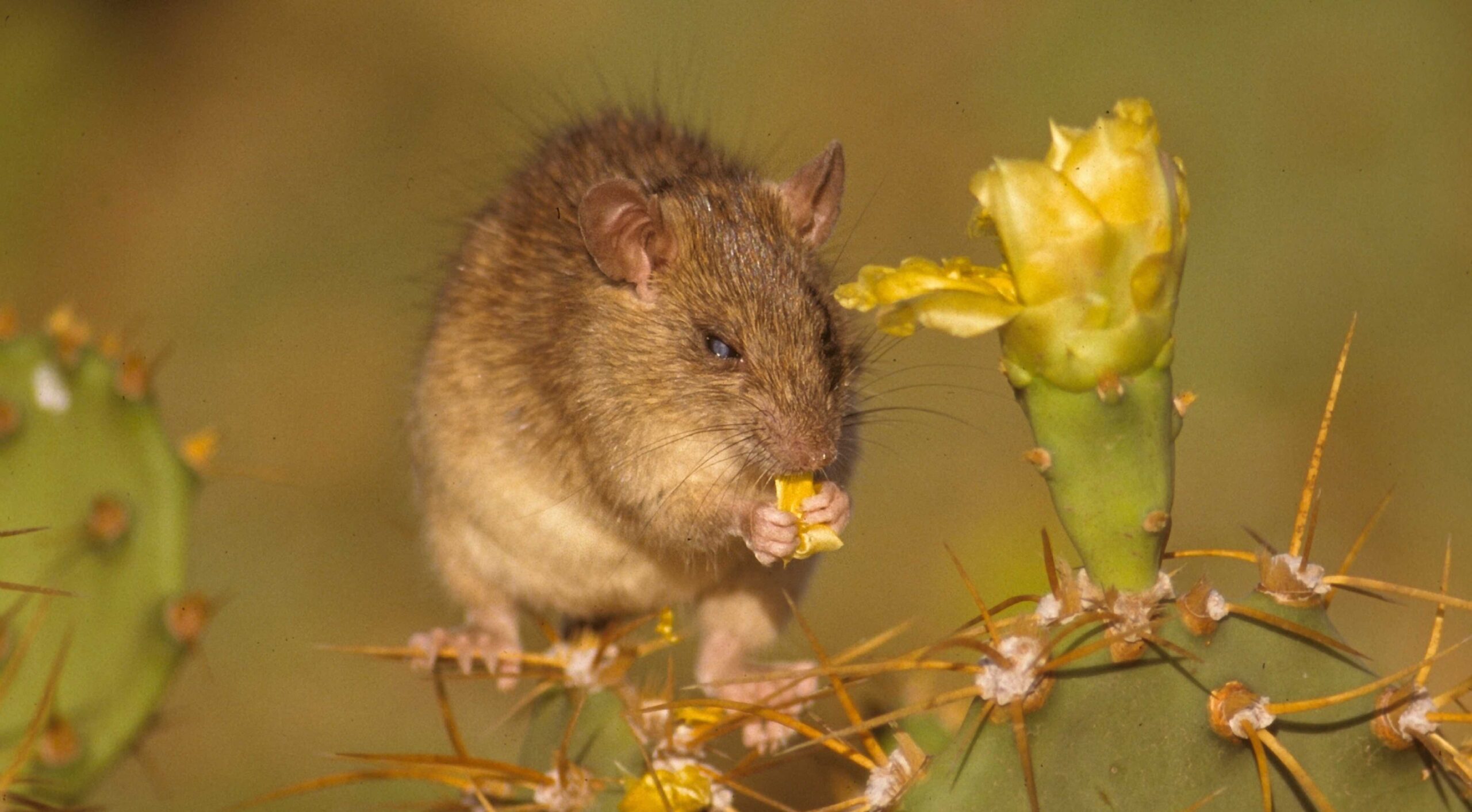 Redonda is home to around 5,000 invasive black rats. Photo by John Cancalosi/Fauna & Flora International.