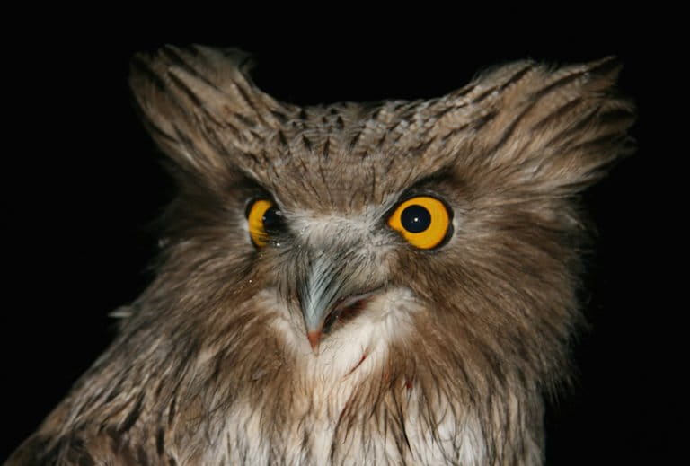 Blakiston’s fish owl, a salmoneating owl, and the world’s biggest. Photo by Jonathan Slaght