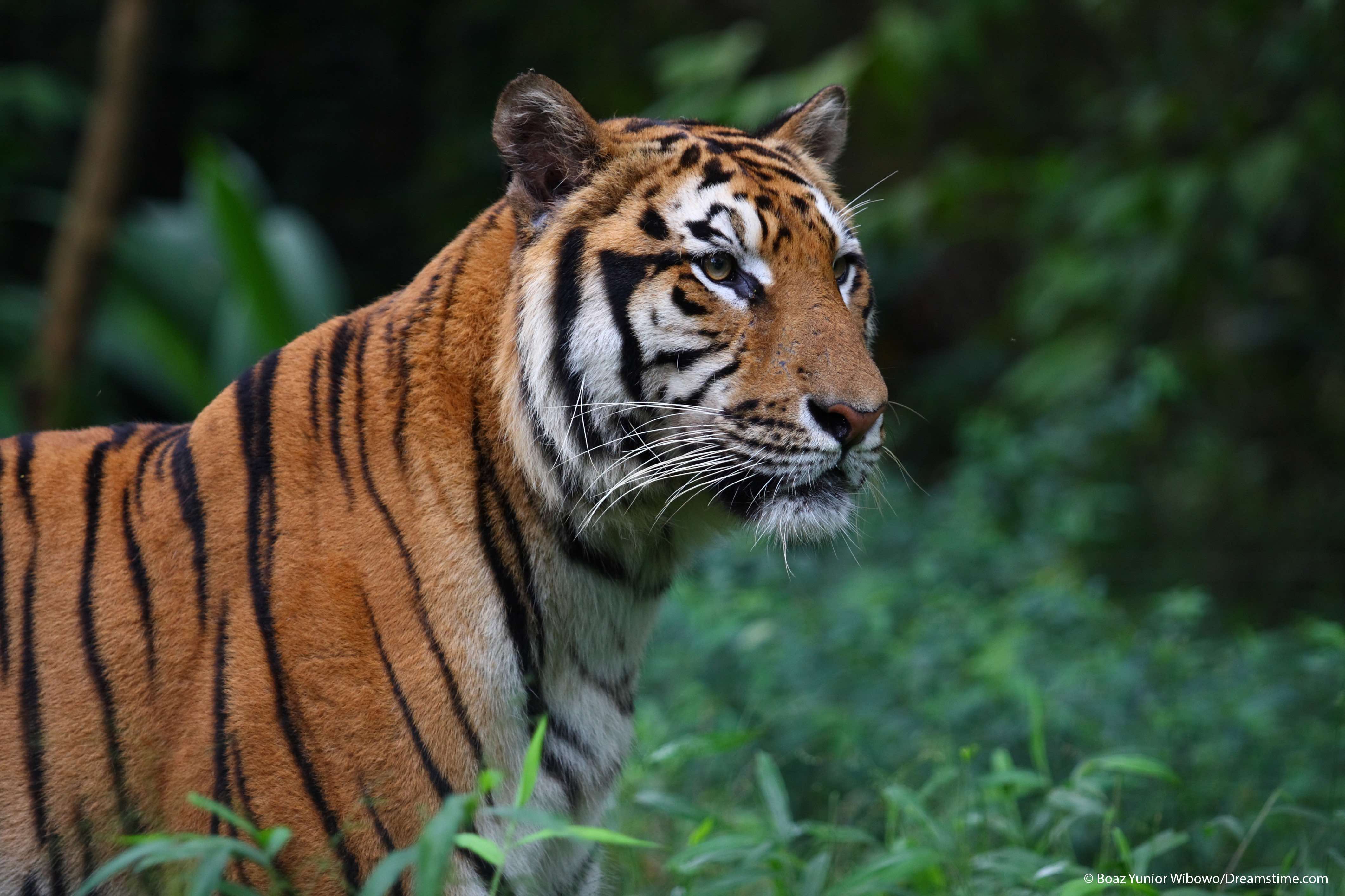 Only about 3,000-4,000 tigers remain in the wild. Photo by Boaz Yunior Wibowo/Dreamstime.
