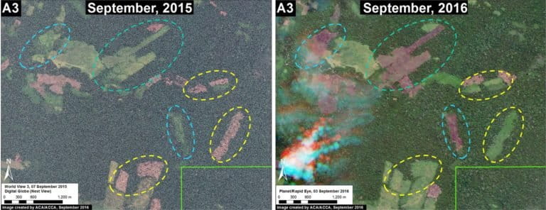 Conversion for cattle pasture is one of the biggest deforestation drivers in the reserve; the researchers found several areas of expansion over the past year. Image courtesy of MAAP