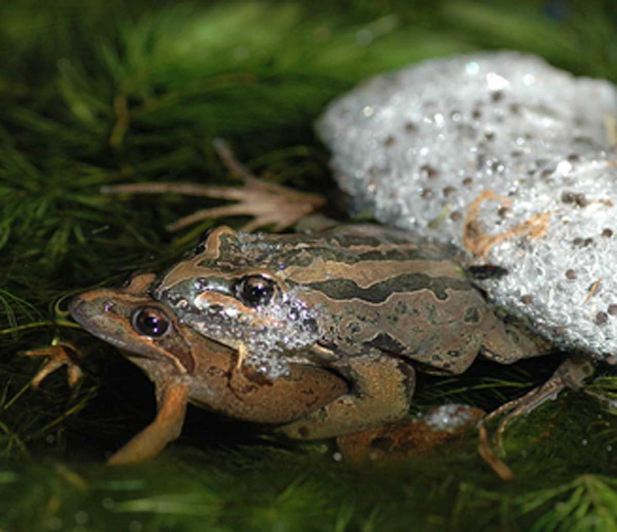 Field Notes Can We Alter Endangered Species To Be More Adaptable 