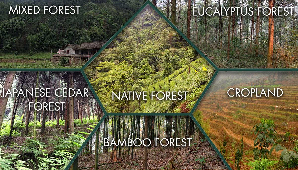  The three common types of GFGP monocultures, sloping cropland (a key area targeted for restoration), and native forests. Image by Fangyuan Hua for the photos and Gwyneth Olson