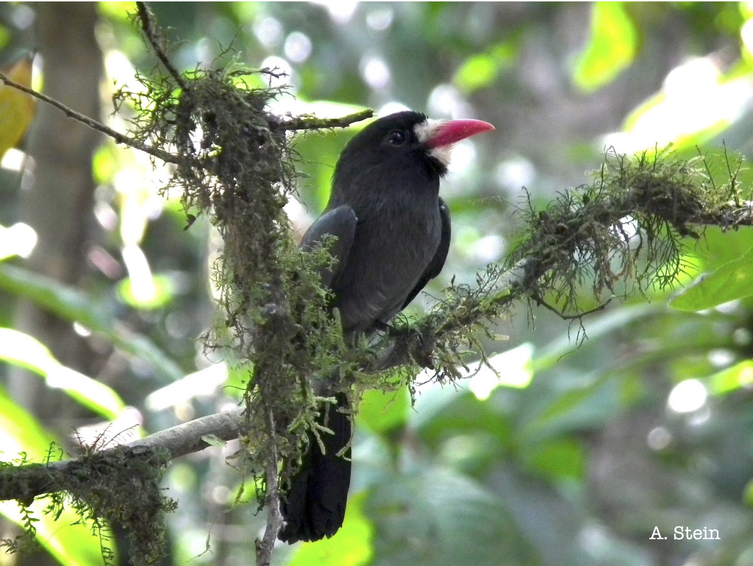 photo-3-the-white-fronted-nunbird-monasa-morphoeus