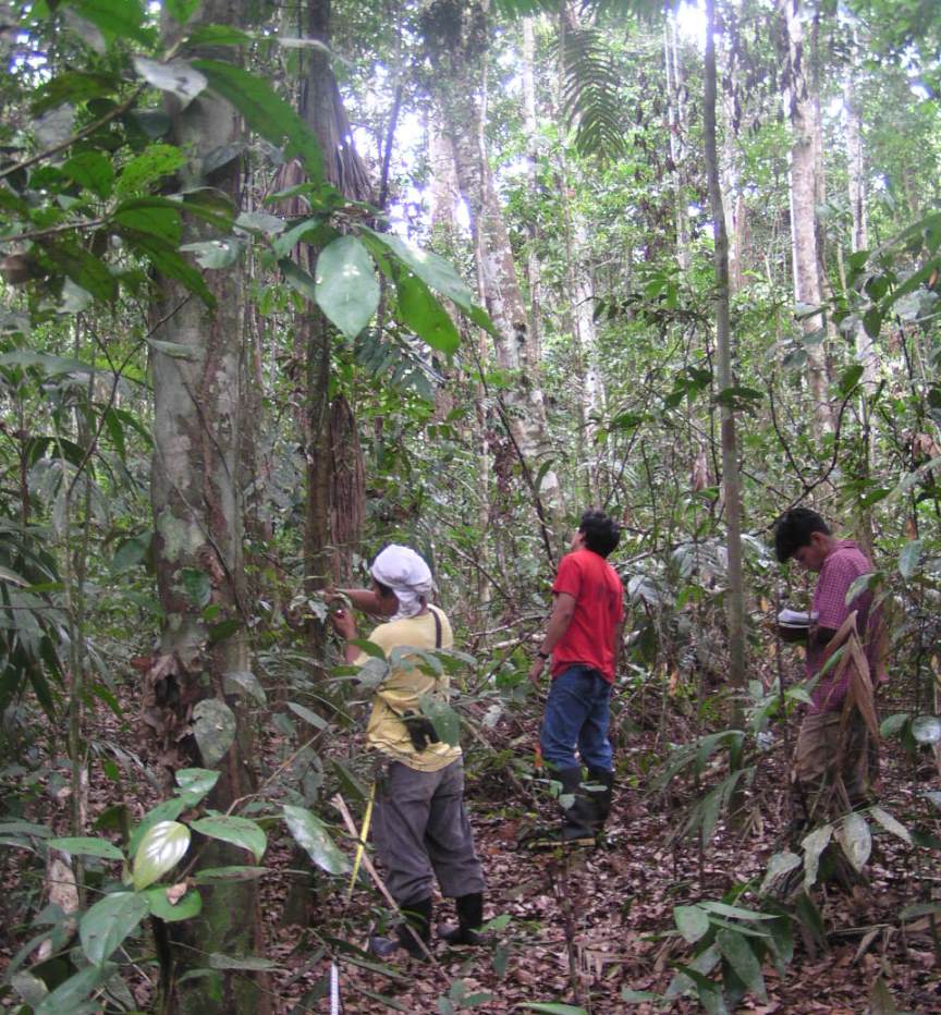 Measuring tree and canopy data in a forest study plot in Peru.