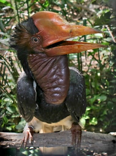 The helmeted hornbill is a large, critically endangered bird, found in the rainforests of Malay Peninsula, Sumatra and Borneo, and is hunted by poachers for its solid bill casque, often referred to as hornbill ivory. Photo by Doug Janson, Wikimedia Commons, licensed under CC BY-SA 3.0.