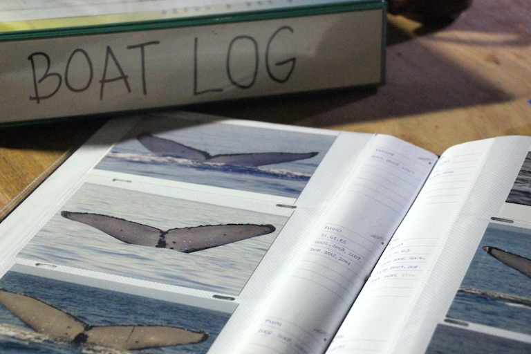 A catalog of humpback whale flukes — an identifying feature of individual whales— is maintained by volunteer researchers at Balyena’s basecamp on the Babuyan Islands, North Philippines. Photo by Melati Kaye