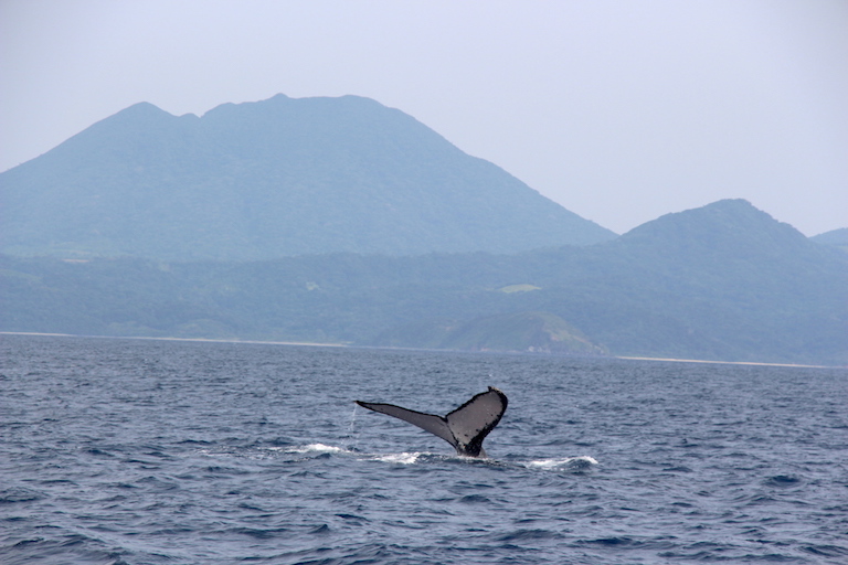 A humpback whale shows its tail ahead of a deep dive in the waters of the Babuyan Islands in the North Philippines. Photo by Melati Kaye