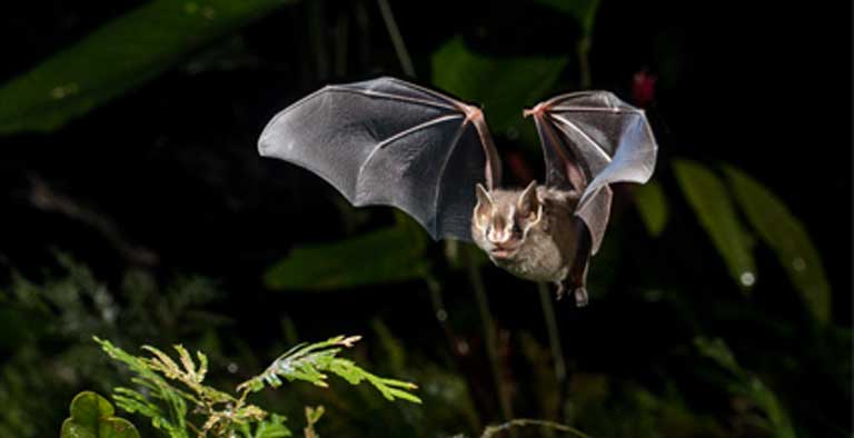 A Dwarf Fruit-eating bat (Dermanura gnoma), a member of the most diverse Amazonian bat family the Phyllostomidae, or leaf-nosed bats, so-called due to an extension of skin around the nose that focuses echolocation signals. Photo © Oriol Massana & Adrià López-Baucells