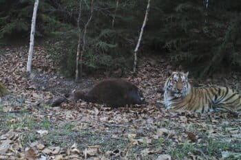 An Amur tiger and its prey, a local farmer’s cow, photographed by a camera trap near Hunchun National Nature Reserve in China’s northeastern province of Jilin. Photo courtesy of Hunchun Forestry Bureau