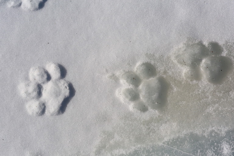 Footprints of a wild Amur tiger in the forest in Hunchun. Photo courtesy of Global Protected Area Friendly System