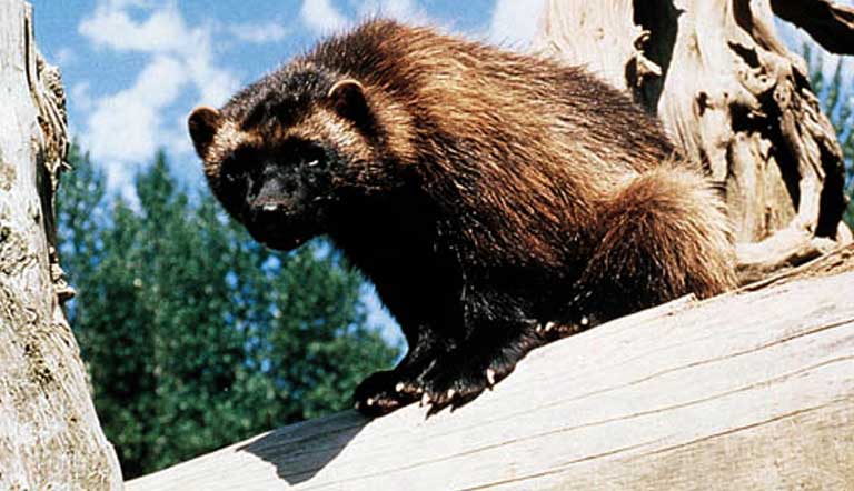 Wolverines are elusive and difficult to study, but new high-tech equipment is making that task easier. Photo by Jeffrey C. Lewis courtesy of USDOT