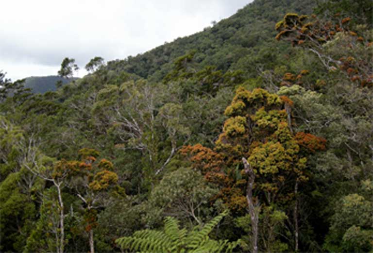 Forest on the slopes of Mount Mantiquil on the island of Negros, where Bristol Zoological Society is working to conserve the Negros Bleeding-heart dove. Photo © Bram Demeulemeester