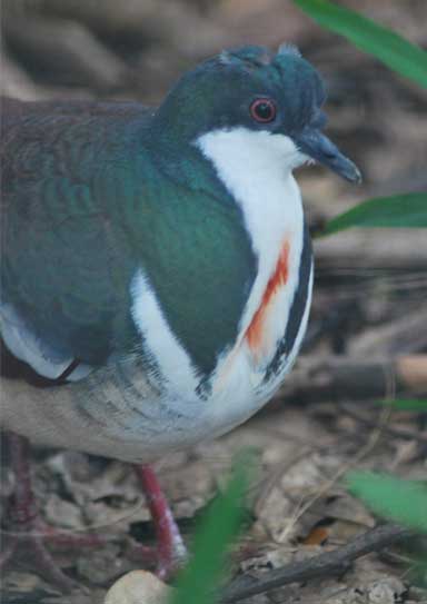 The Negros Bleeding-heart, one of five endemic Bleeding-hearts found in the Philippines. Bristol Zoological Society is working with communities on the island of Negros to conserve the species thought to only number a few hundred individuals. Photo by Juan Carlos Gonzalez.