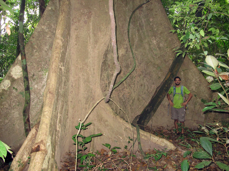 When people think of Bangladesh they probably don’t think such giant trees still exist! Photo Credit: Creative Conservation Alliance