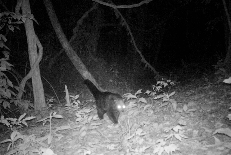 Camera trap photo of globally threatened Binturong. Photo Credit: Creative Conservation Alliance