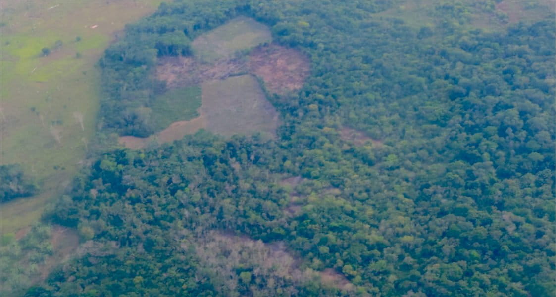 Forests in Colombia fall victim to illegal coca plantations