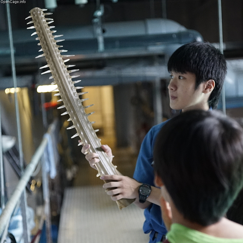 The largetooth sawfish is named for its long flat tapered bill, or rostrum, flanked on either side by 14 to 23 teeth. It uses this body part to find prey and slashes it back and forth to impale, kill, cut and feed on them. Photo credit: OpenCage.info.