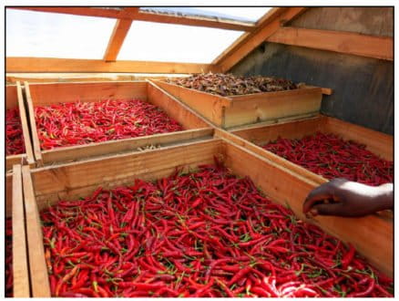 Harvested chilies drying at Mikumi