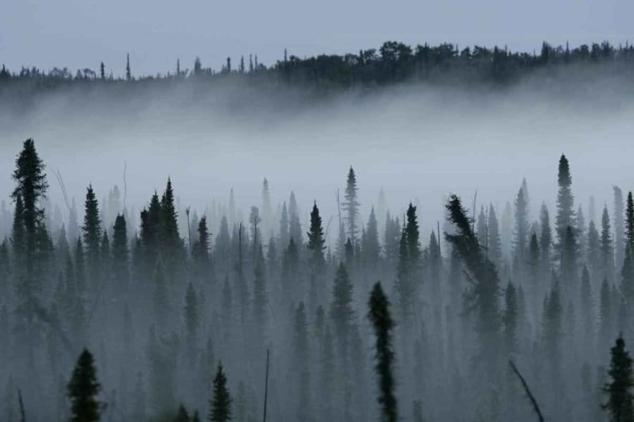 Mist rises from a black spruce forest.