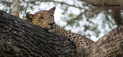 leopard-on-tree_sanjiv-fernando