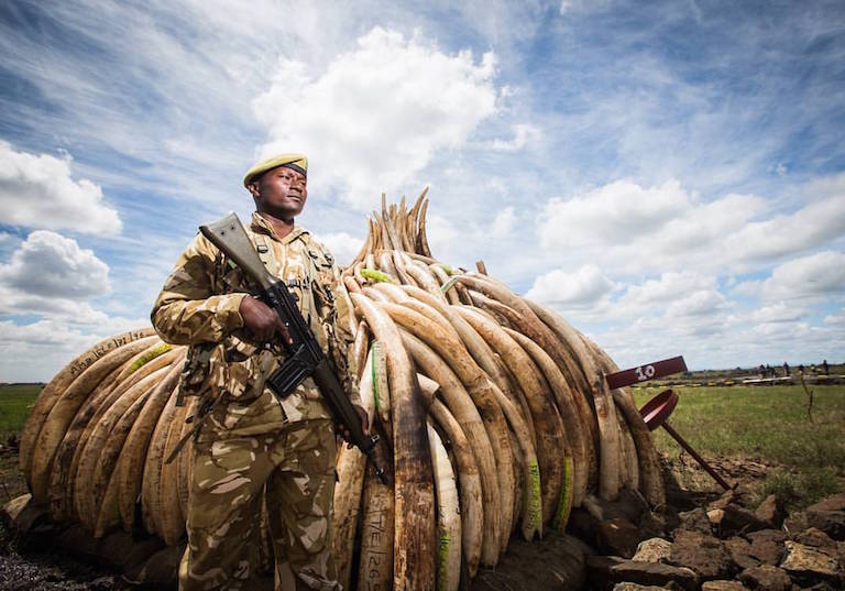 A Kenyan ranger guards poached elephant tusks in preparation for the destruction of 105 tons of ivory and a ton of rhino horn in April. Photo by Mwangi Kirubi via Flickr (CC BY-NC 2.0)