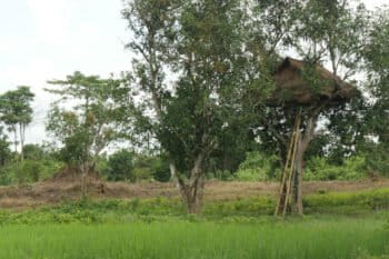 A tree house built in Taik Kyi village in Myanmar to for safety from roaming elephants. Courtesy of David Doyle