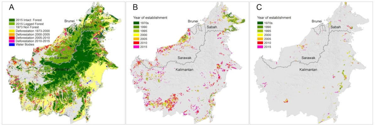 (A) Total deforestation (18.7 million hectares) and remaining old-growth and selectively logged forest in December 2015; (B) The expansion of industrial oil-palm plantations (7.8 million hectares); (C) The expansion of industrial pulpwood plantations (1.3 million hectares). Maps created using ArcMap v10.2.2 geospatial processing program, and used with permission from Gaveau et al.